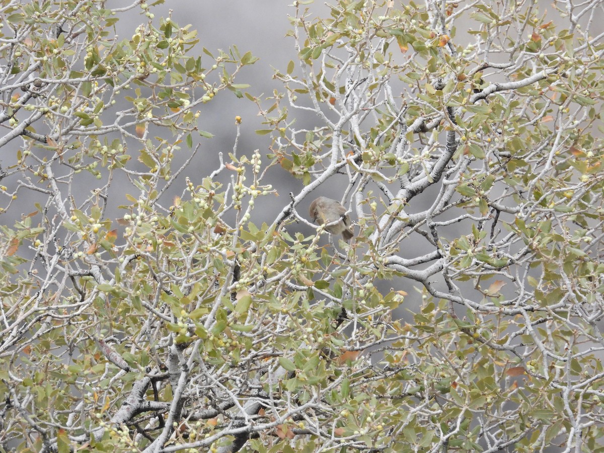 Bushtit - Rhonda Langelaan