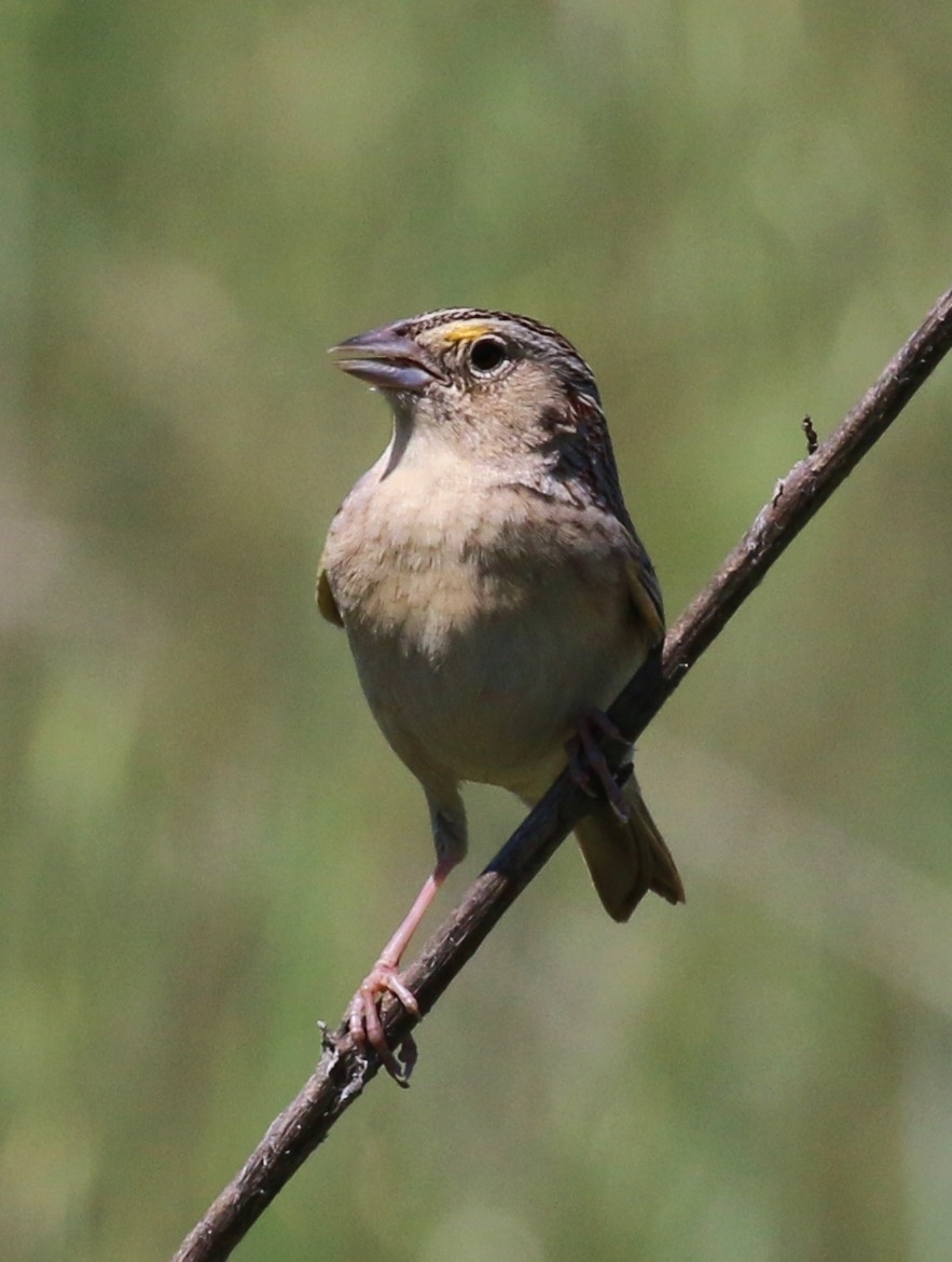 Grasshopper Sparrow - ML54408281