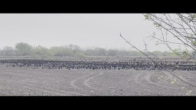 vlhovec červenokřídlý - ML544083691