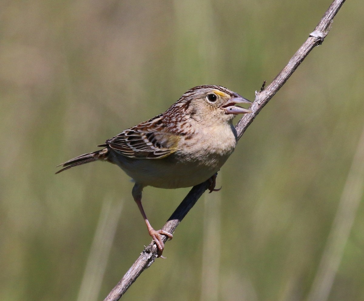 Grasshopper Sparrow - ML54408371
