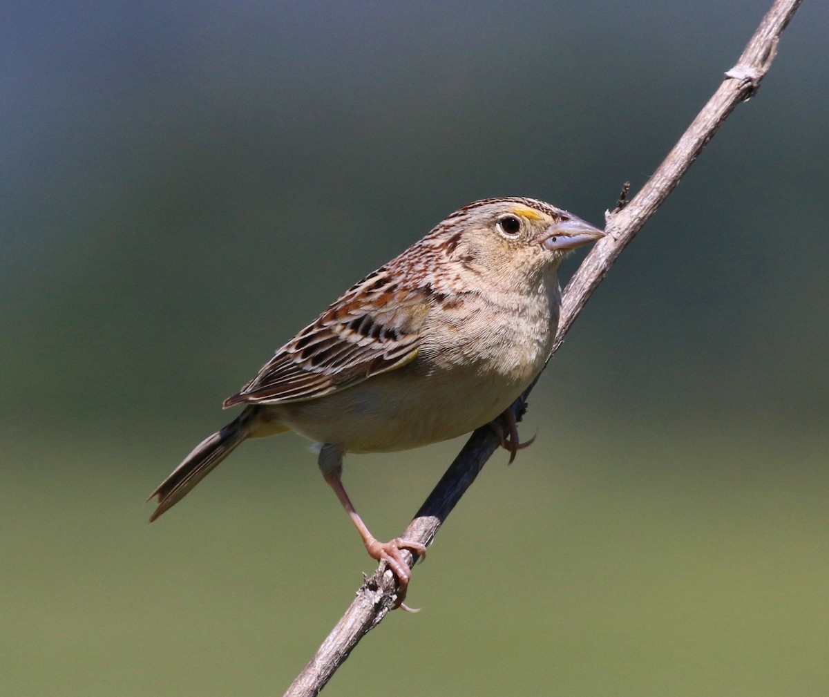 Grasshopper Sparrow - ML54408391