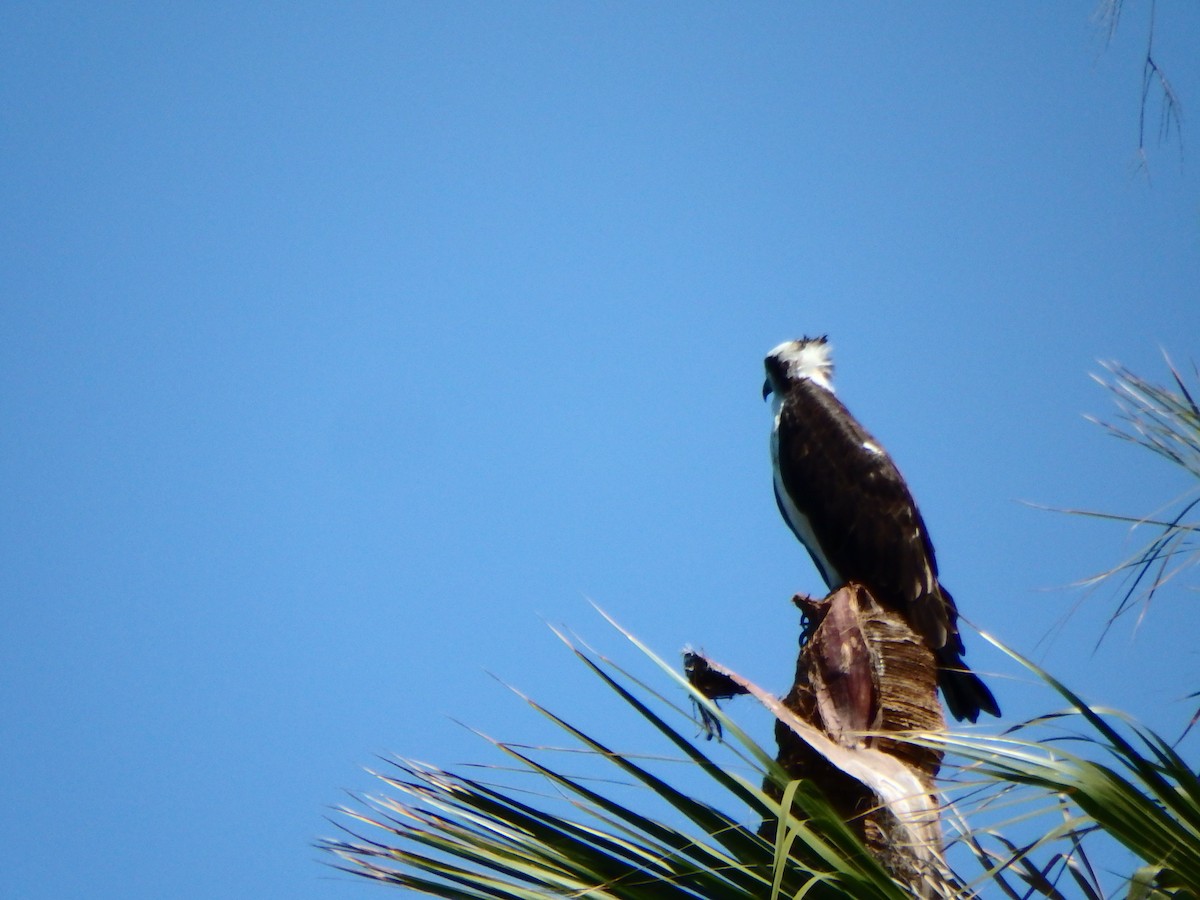 Águila Pescadora - ML544085701