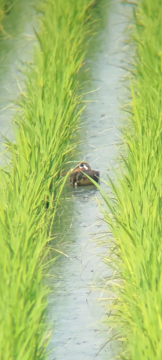 Greater Painted-Snipe - ML544087511