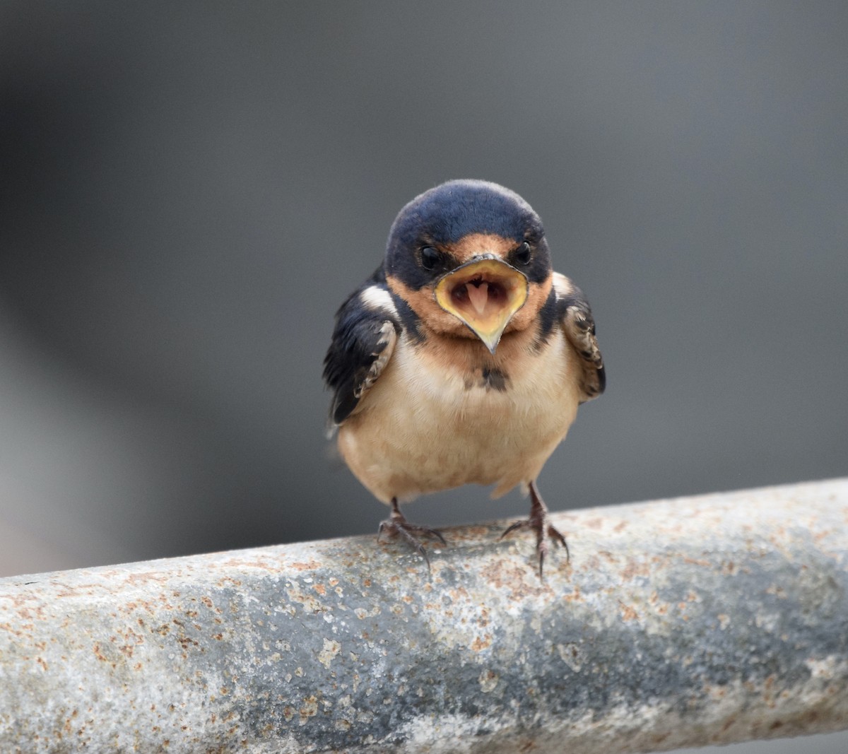 Barn Swallow - Michaela Figari