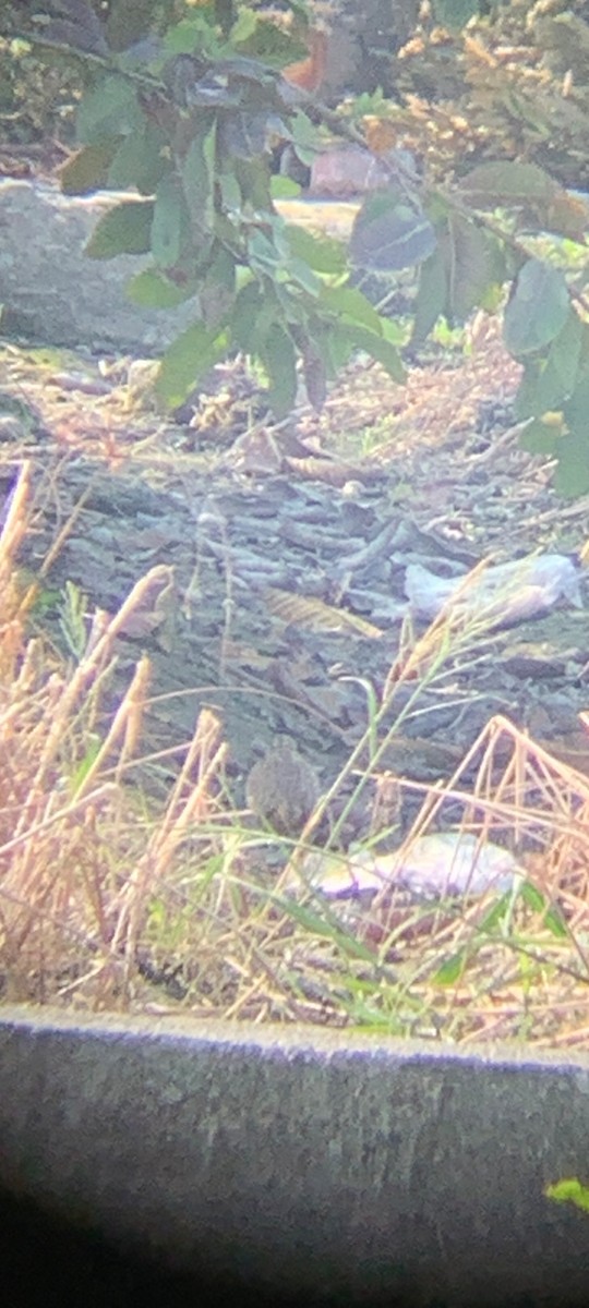 Barred Buttonquail - ML544088511