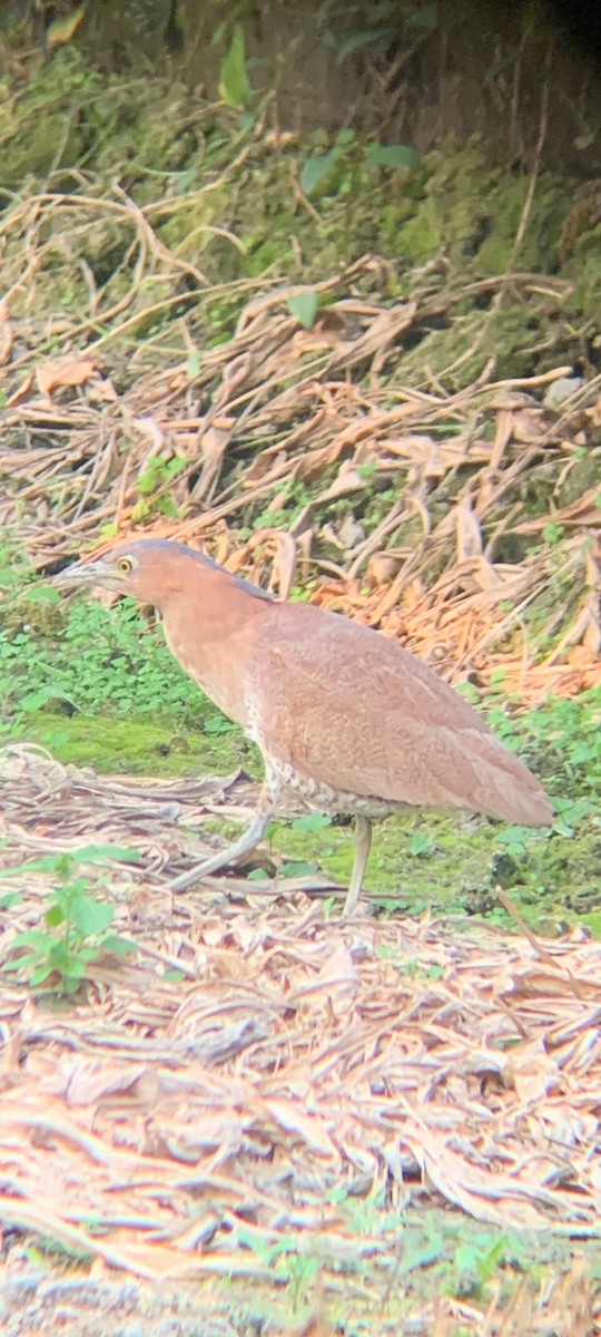 Malayan Night Heron - ML544088731