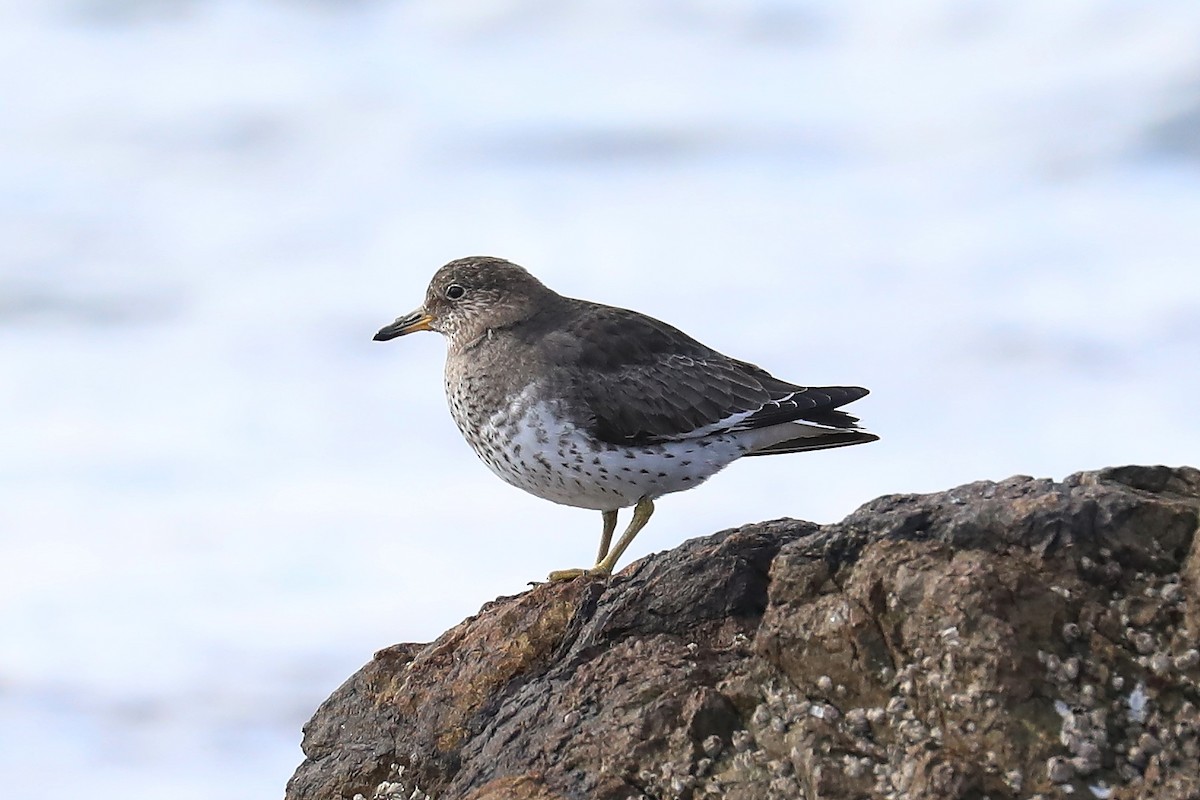Surfbird - Peter Kyne