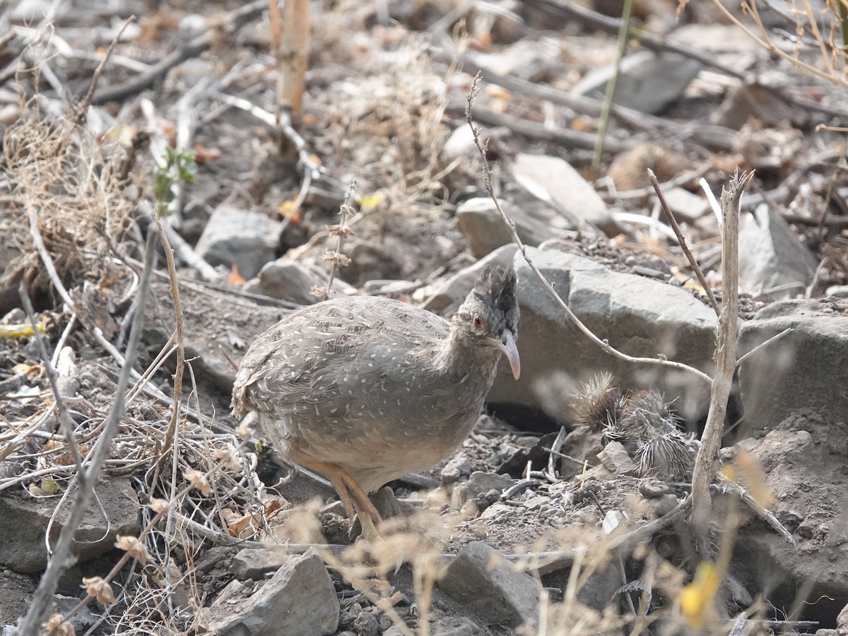 Andean Tinamou - ML544088841