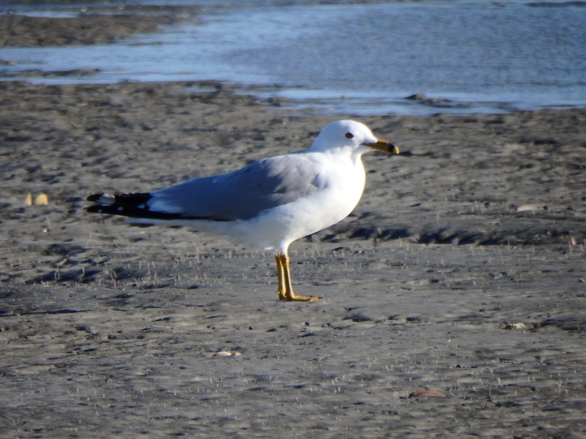 Ring-billed Gull - Melissa Okimoto