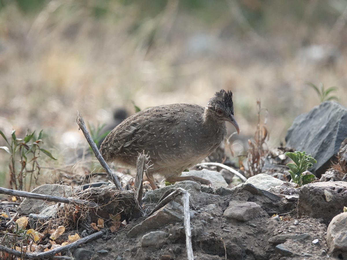 Andean Tinamou - ML544089061