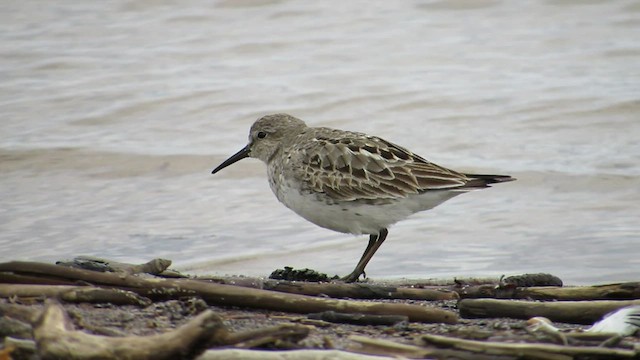 White-rumped Sandpiper - ML544089071