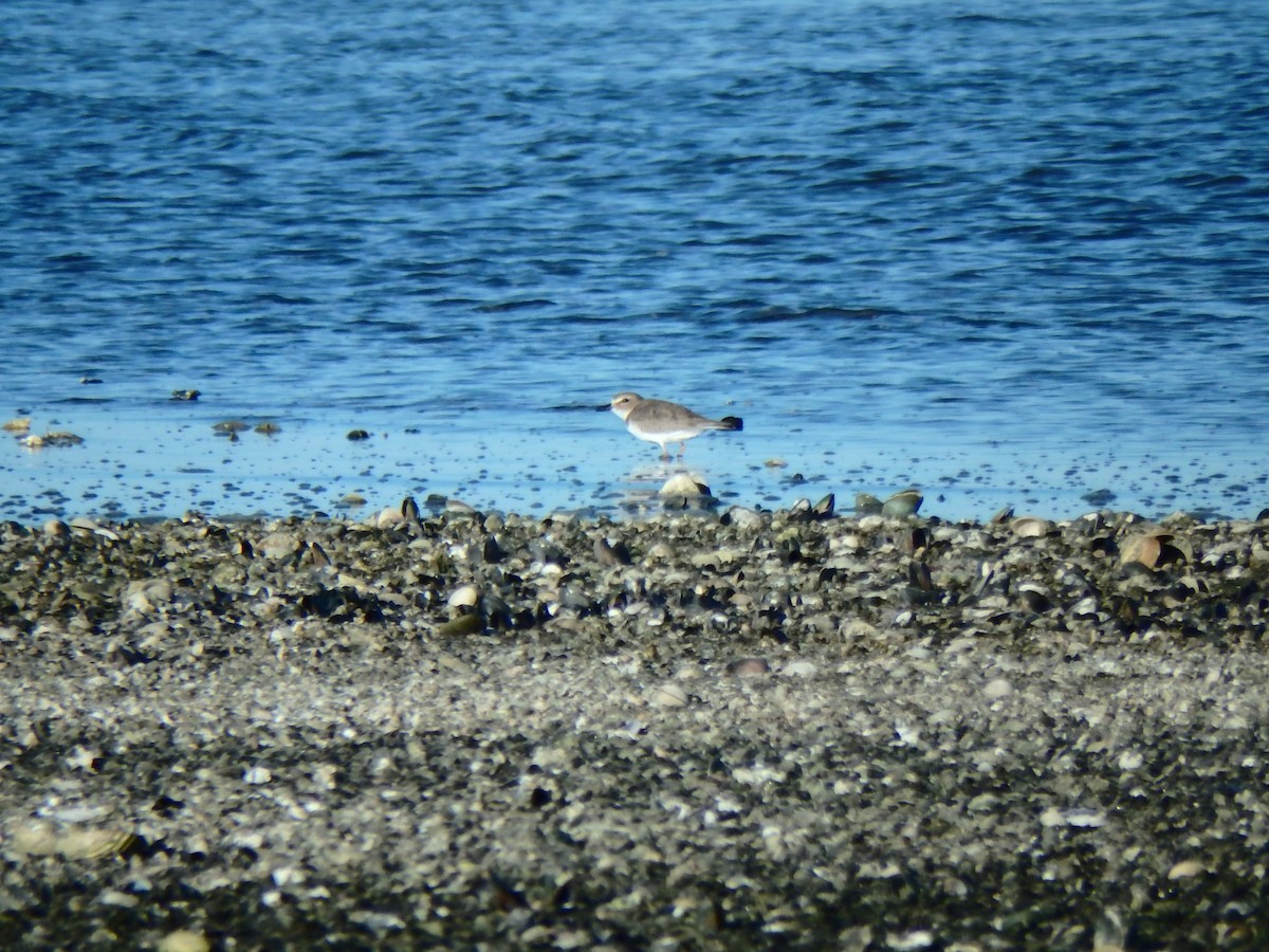 Wilson's Plover - ML544089671