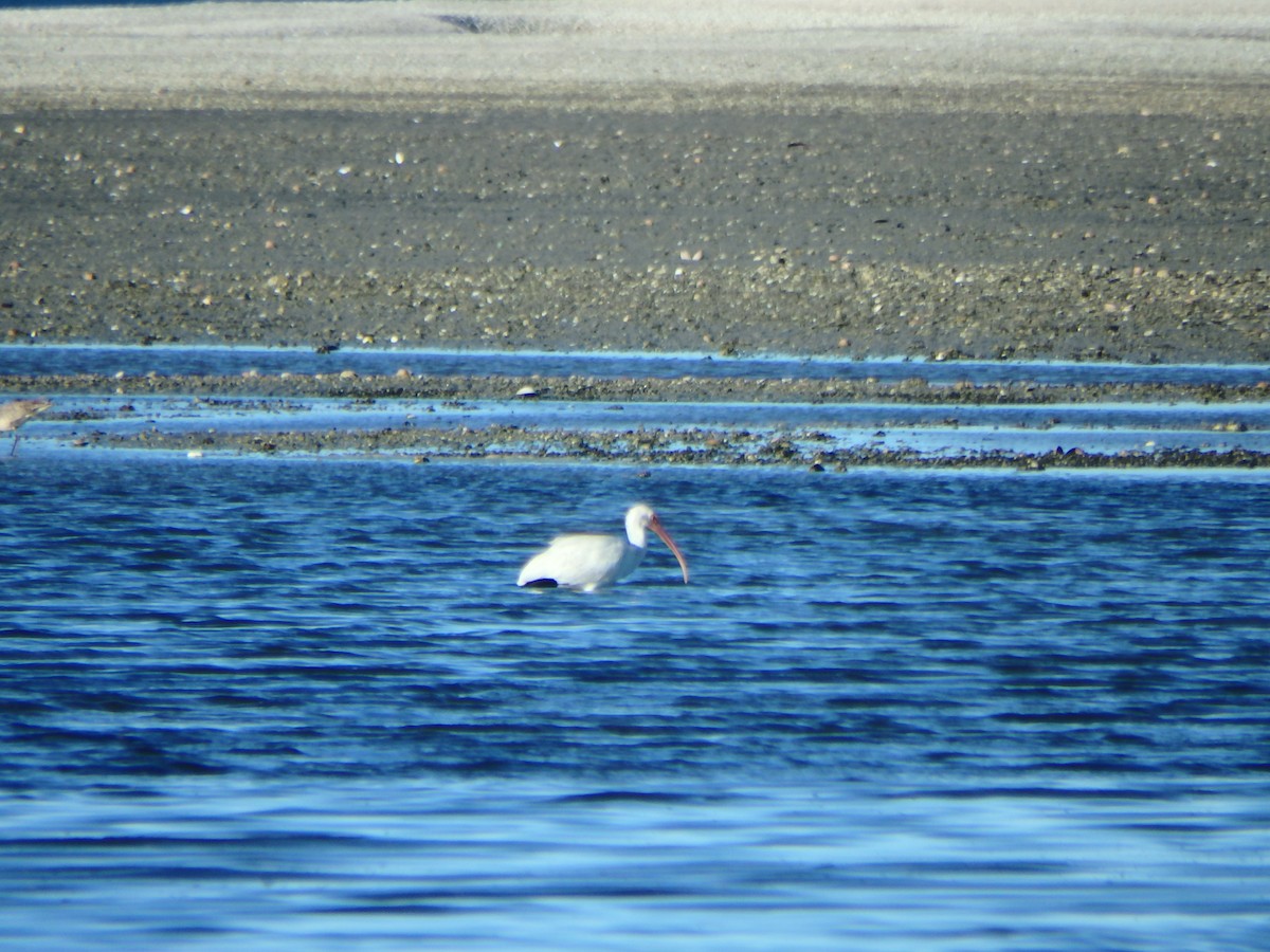 ibis bílý - ML544089891