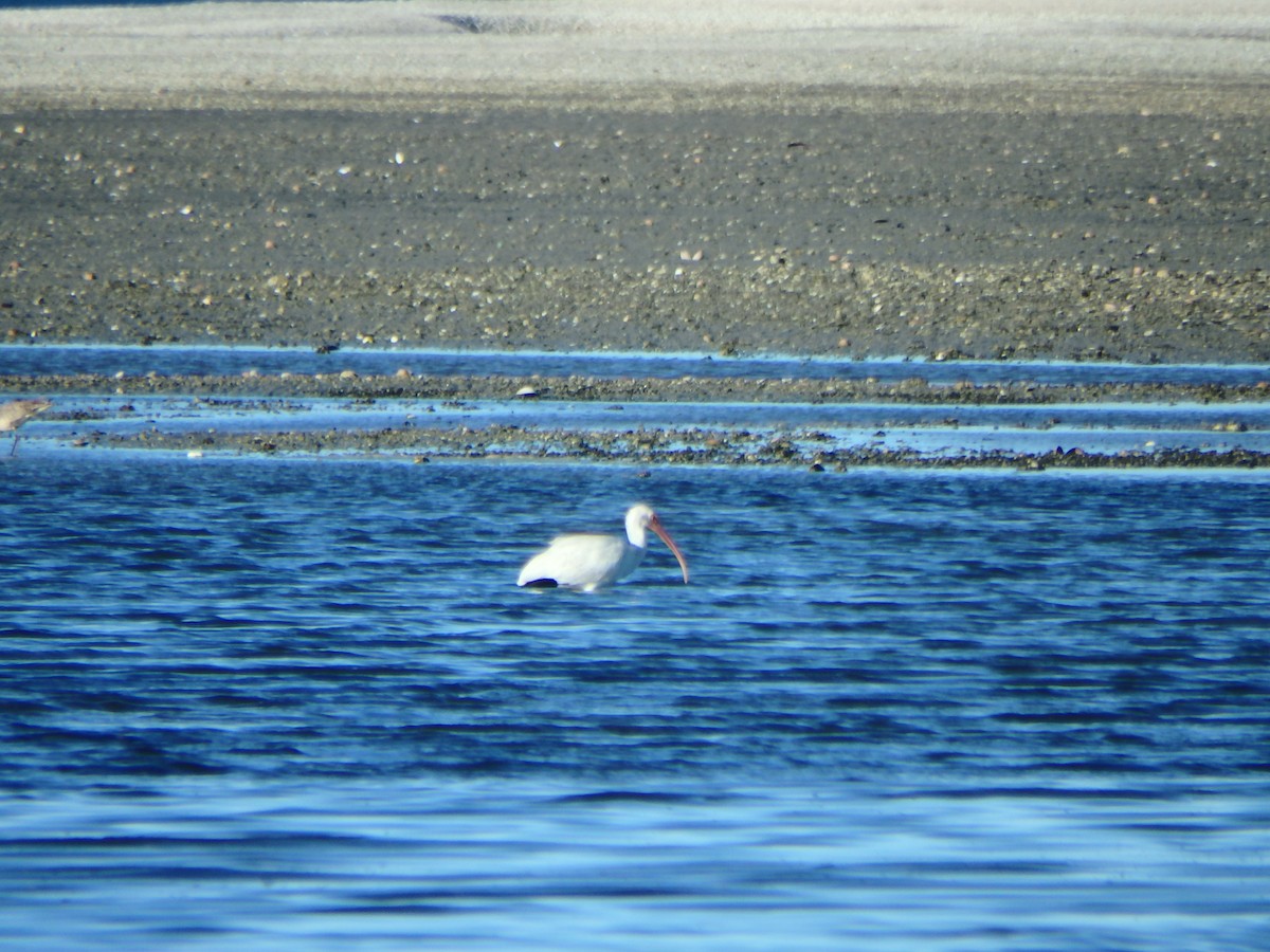 White Ibis - ML544089891