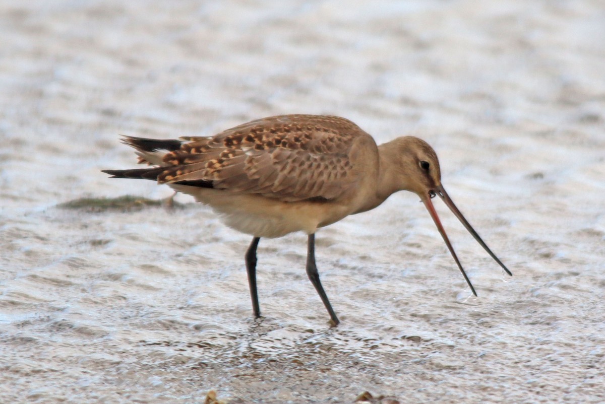 Hudsonian Godwit - Gregory Coniglio