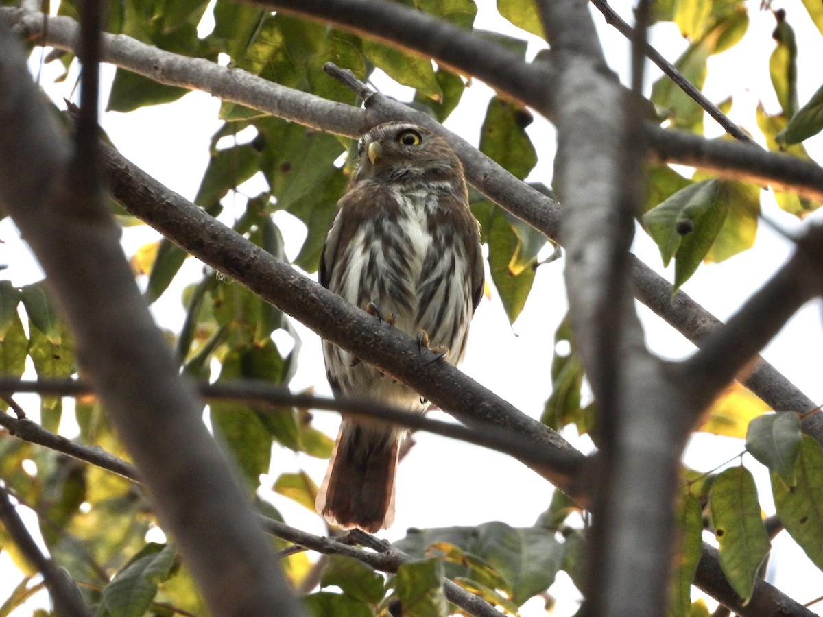 Ferruginous Pygmy-Owl - ML544090751