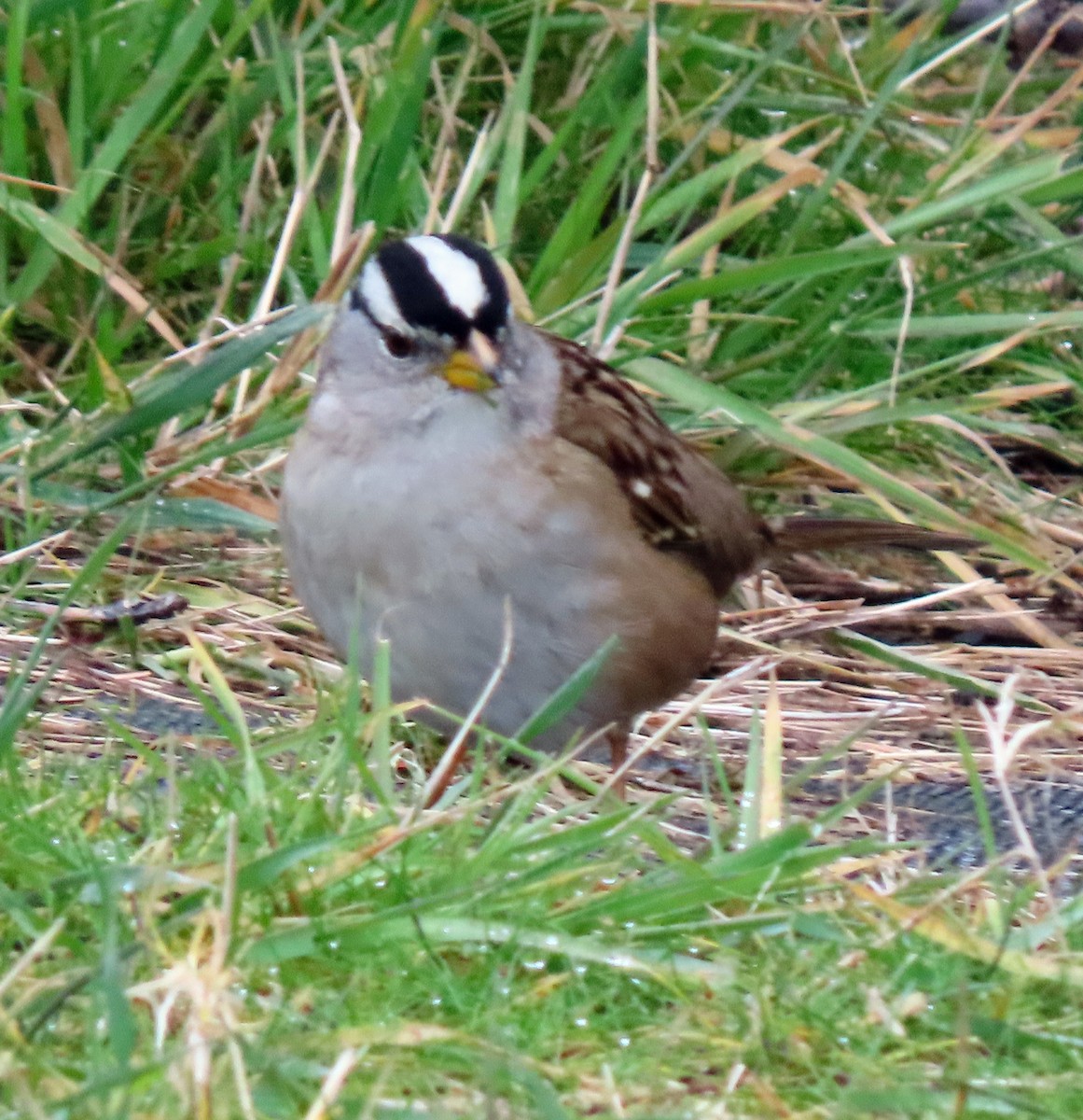 Bruant à couronne blanche - ML544090861