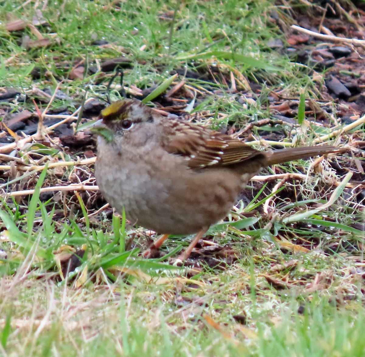 Golden-crowned Sparrow - ML544090981