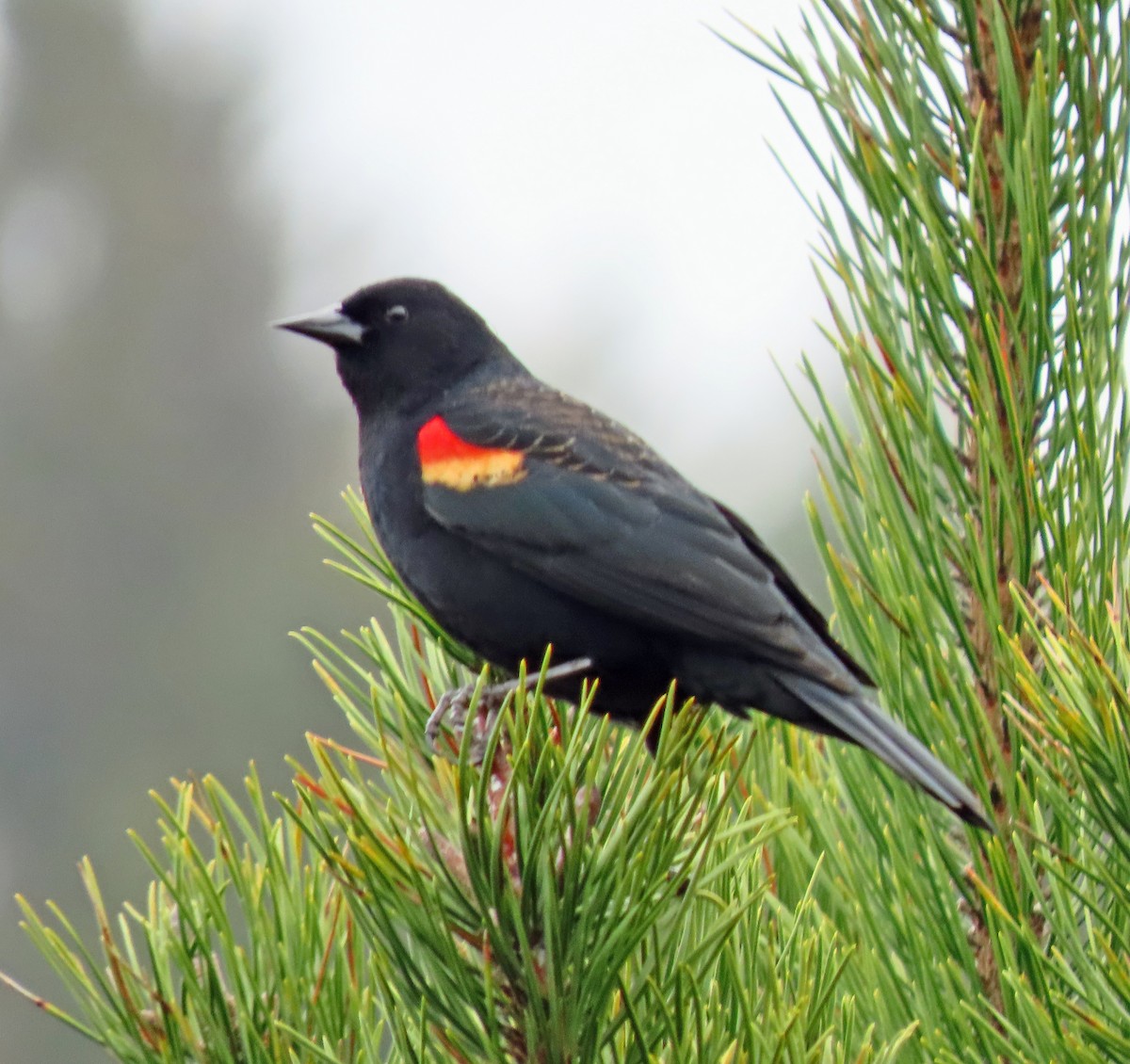 Red-winged Blackbird - ML544091181