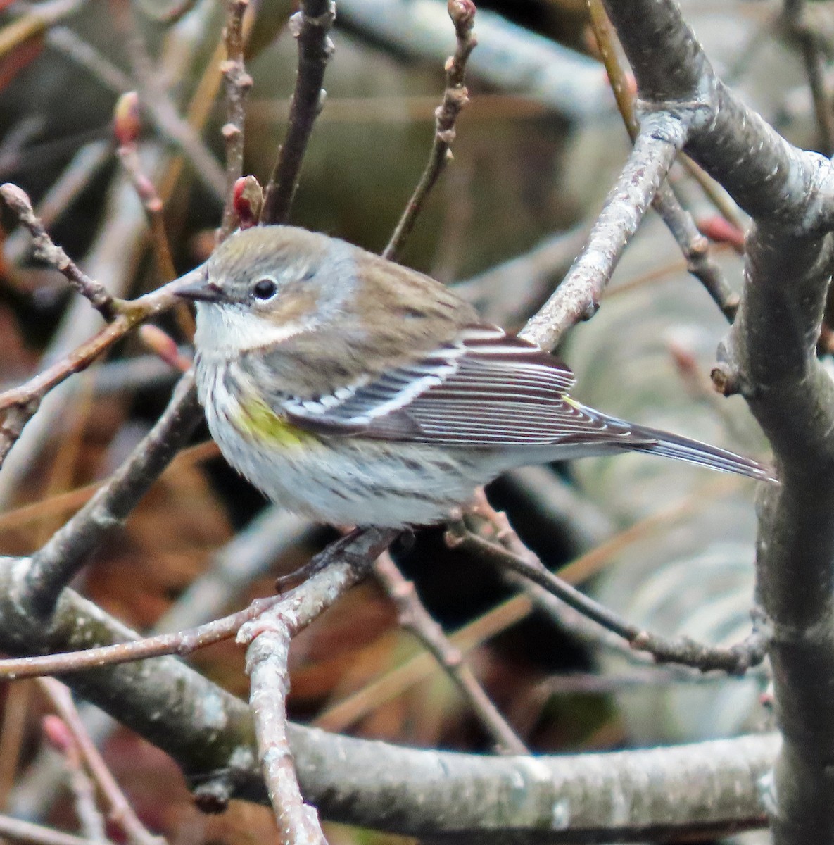 Yellow-rumped Warbler - ML544091261