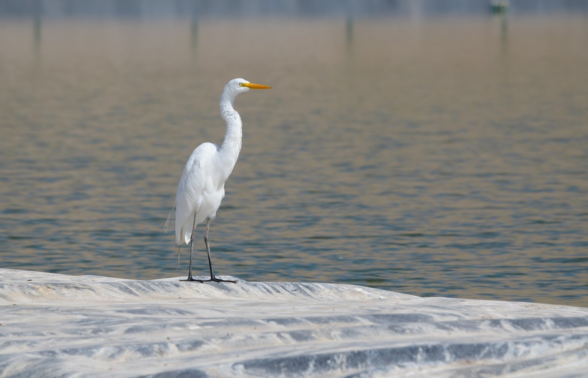 Great Egret - ML544092491