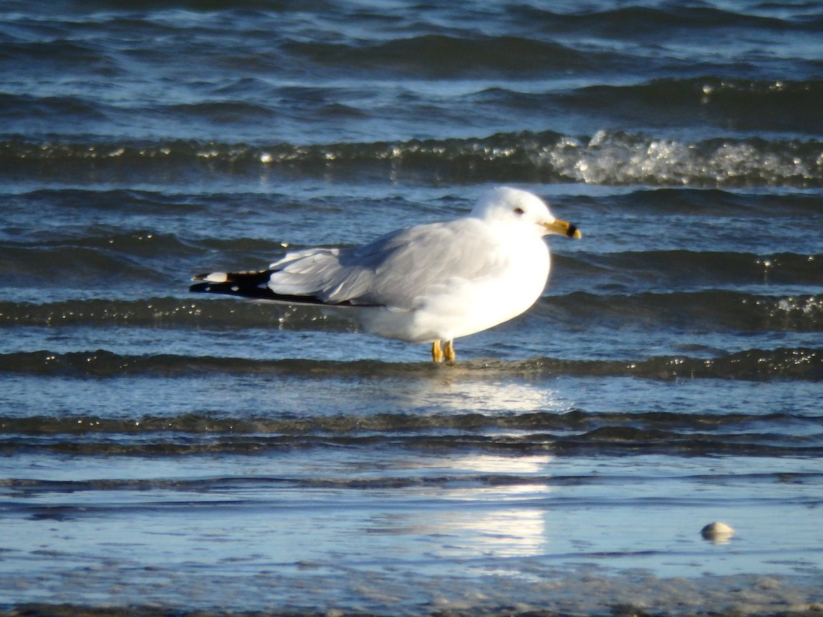 Ring-billed Gull - ML544093551