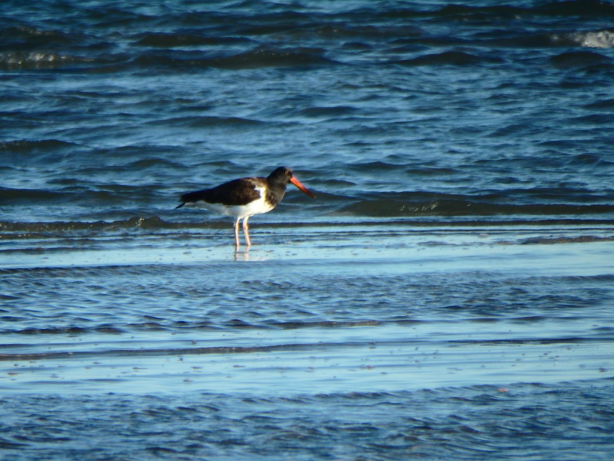 American Oystercatcher - ML544093641