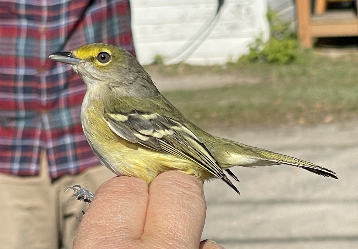 White-eyed Vireo - ML544093741