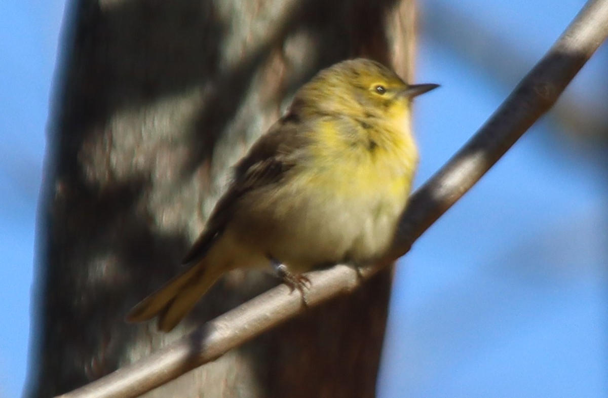 Pine Warbler - ML544093771