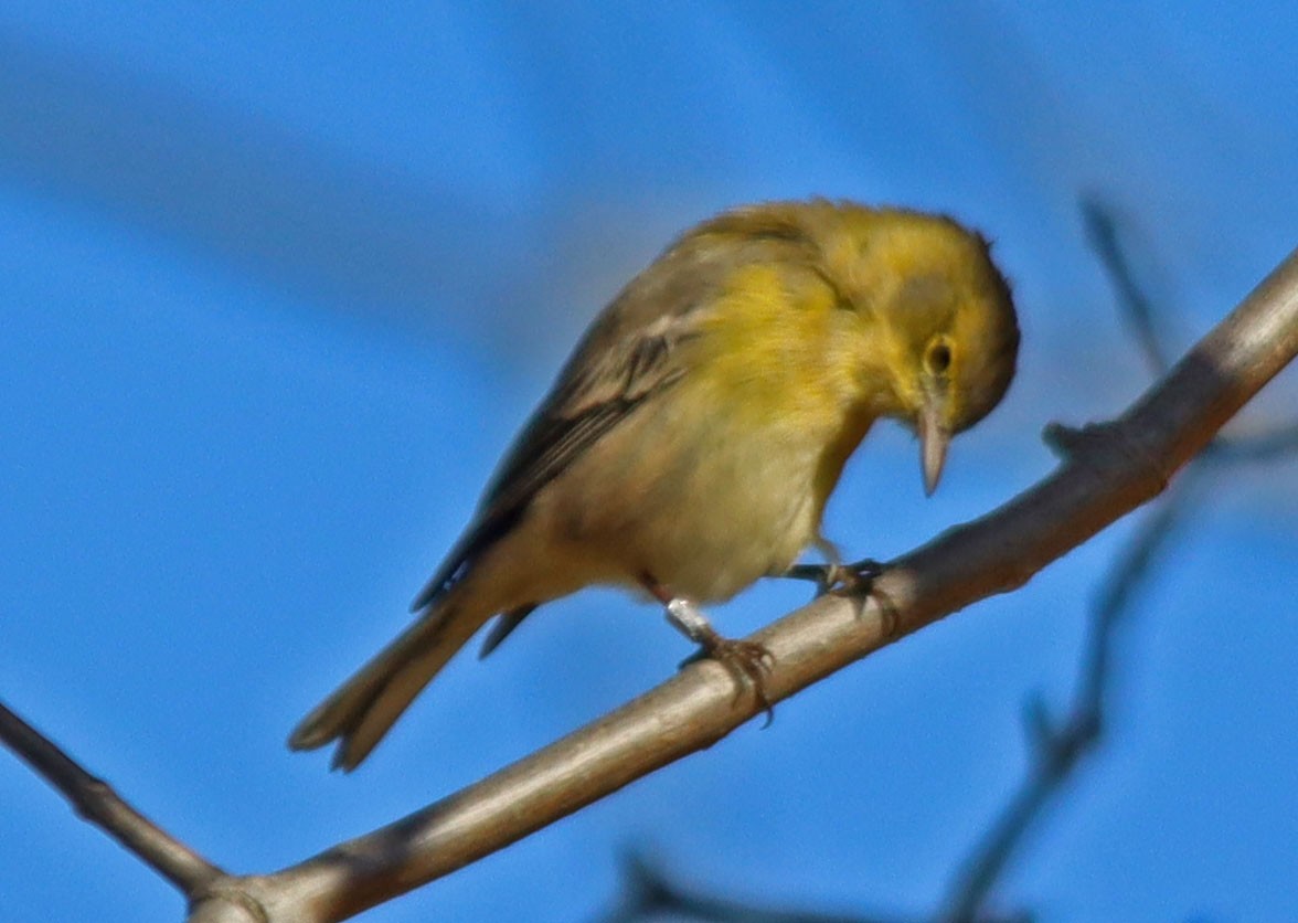 Pine Warbler - ML544093781