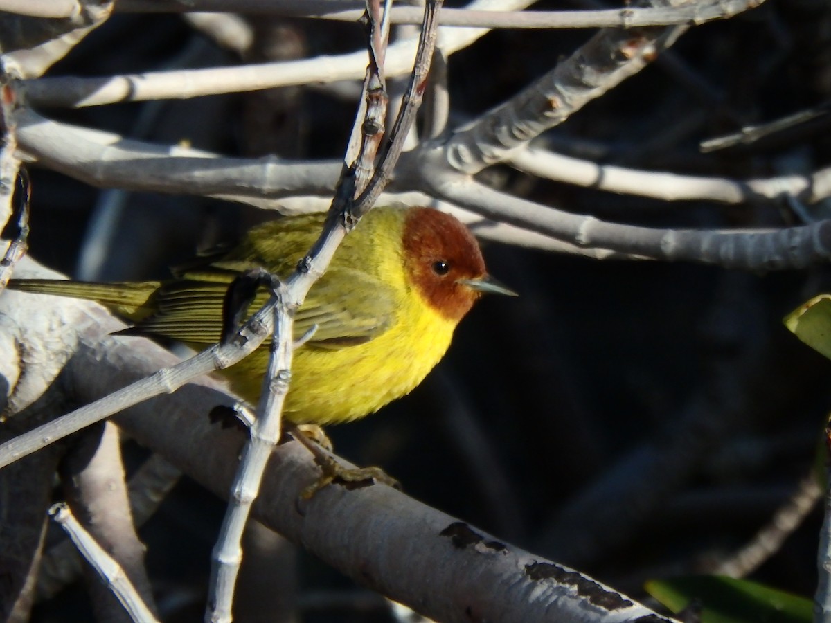 Reinita de Manglar (grupo erithachorides) - ML544095121