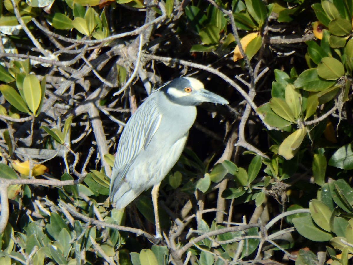 Yellow-crowned Night Heron - ML544095241