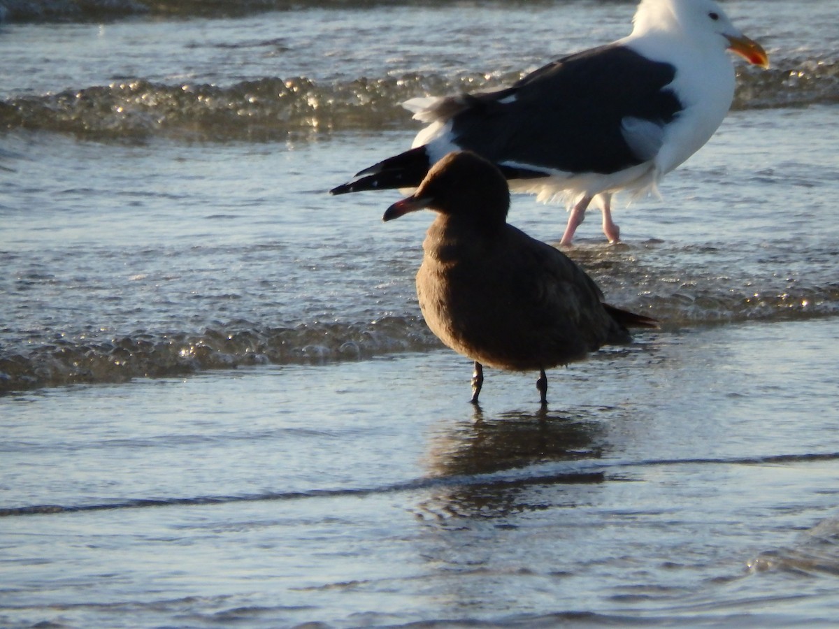 Gaviota Mexicana - ML544095481