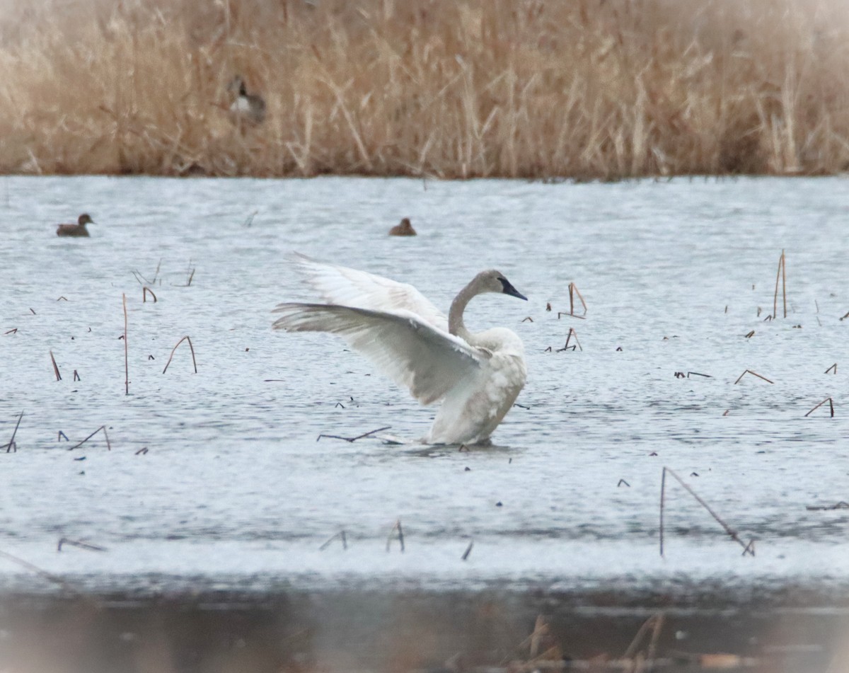 Trumpeter Swan - ML544096731