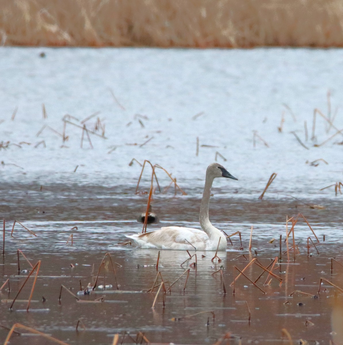 Trumpeter Swan - ML544096801