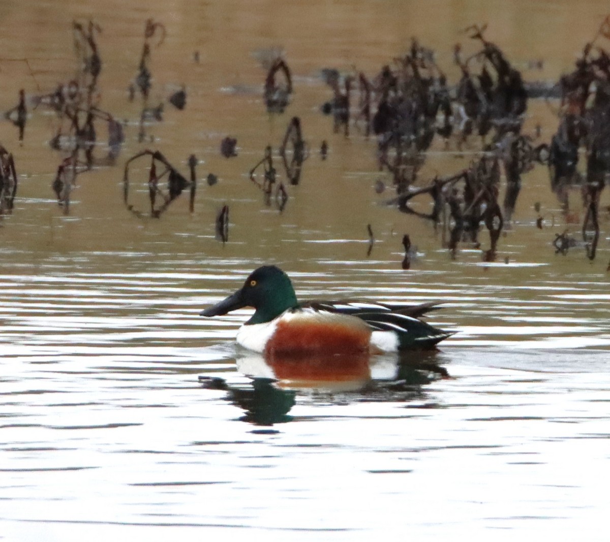 Canard souchet - ML544096951