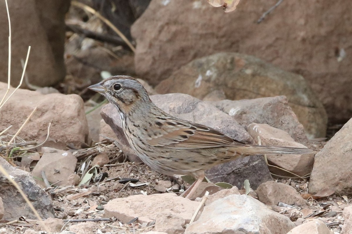 Lincoln's Sparrow - Bill  Buckingham