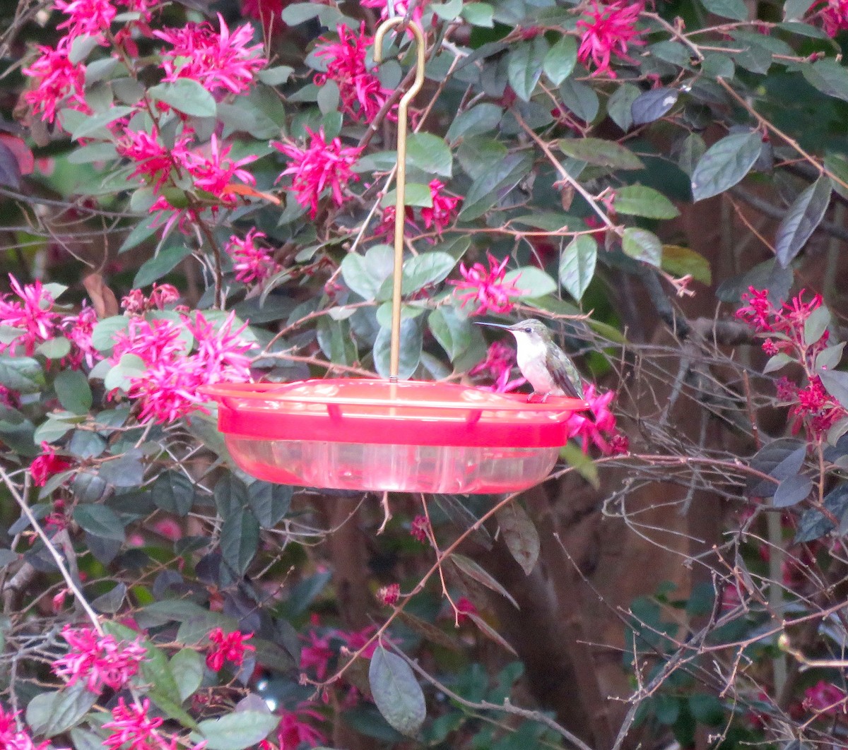 Ruby-throated Hummingbird - Kim Harrell