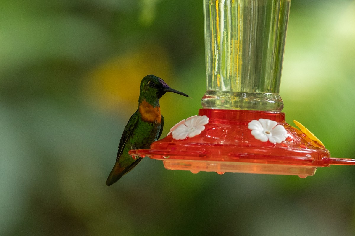 kolibřík nazlátlý - ML544100121