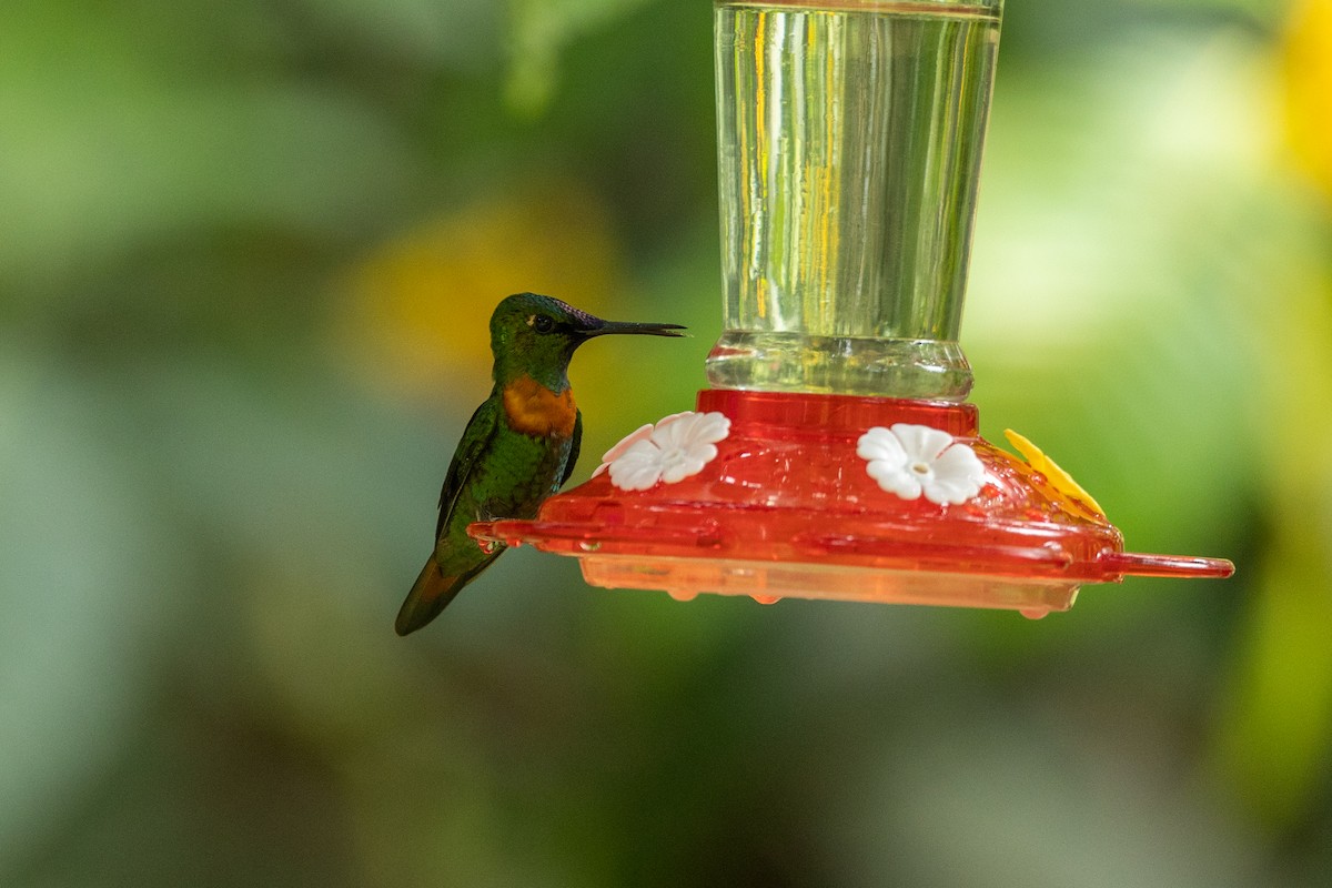 kolibřík nazlátlý - ML544100131
