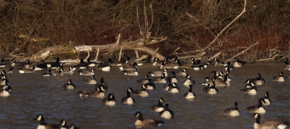 Cackling Goose (Richardson's) - ML544100401