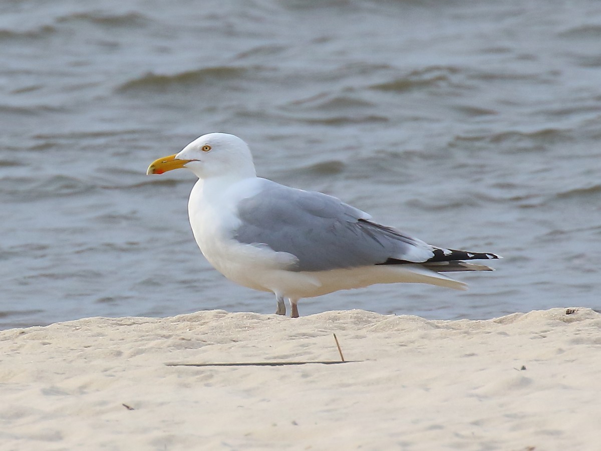 Herring Gull - Doug Beach