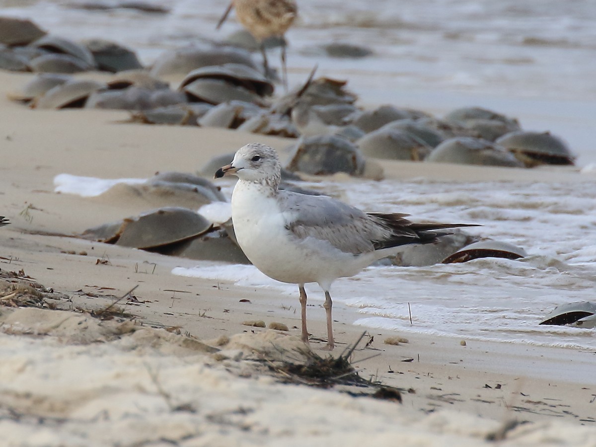 Ring-billed Gull - ML544101301