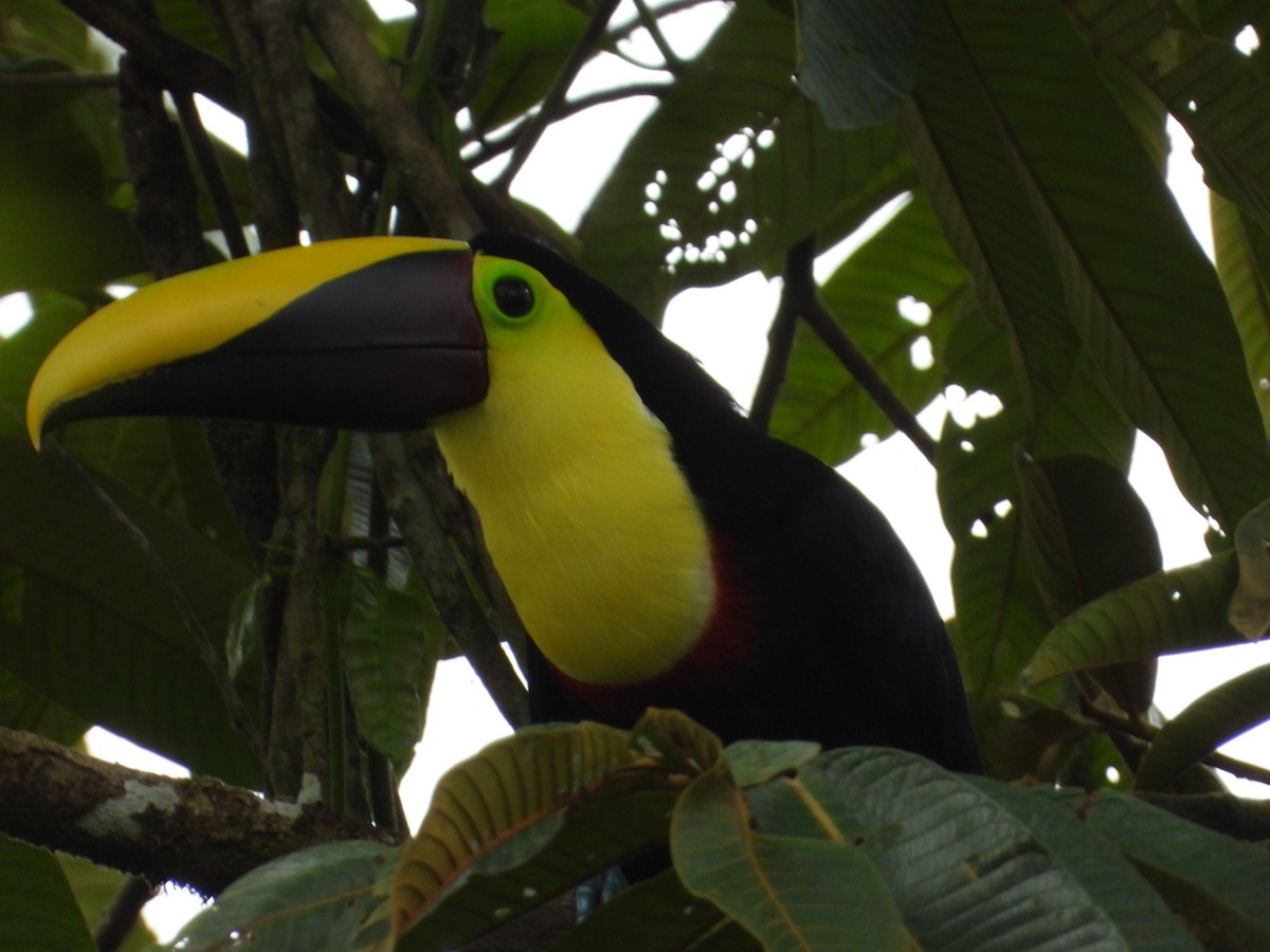 Toucan tocard - ML544102771