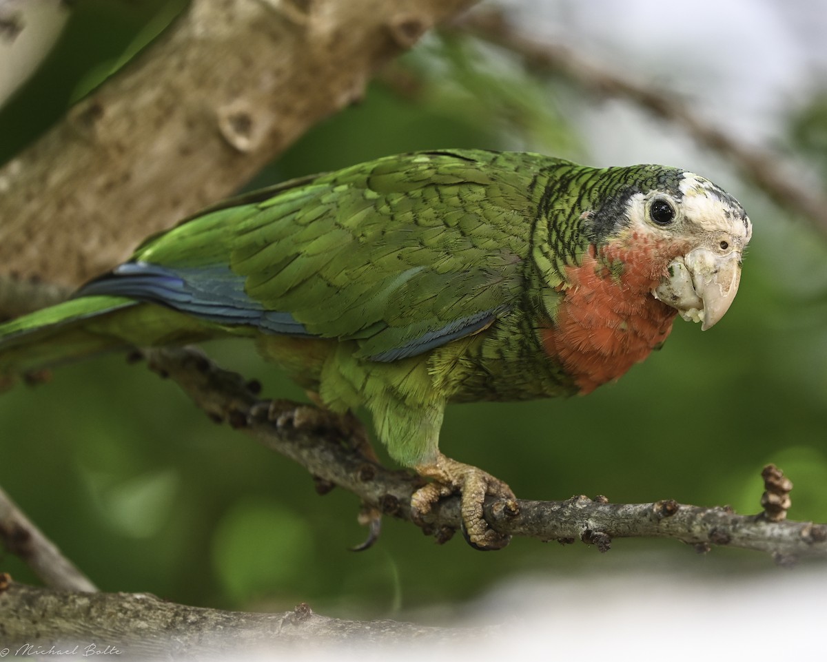 Cuban Parrot - ML544103281