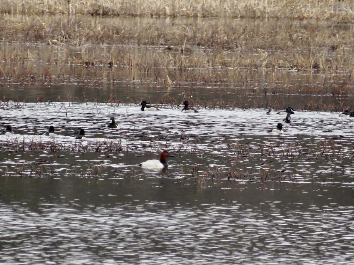 kanvasand - ML544103471