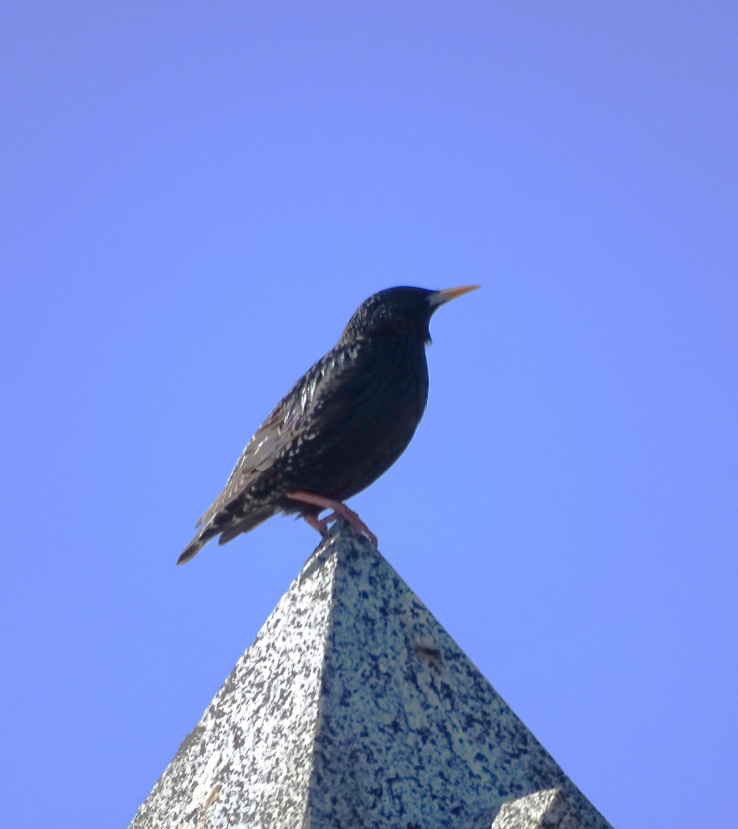 European Starling - ML544103491