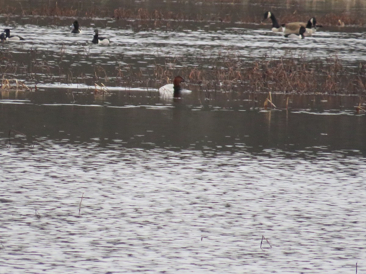 kanvasand - ML544103681