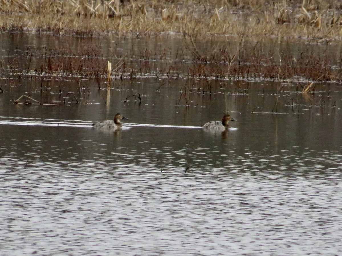 kanvasand - ML544103961