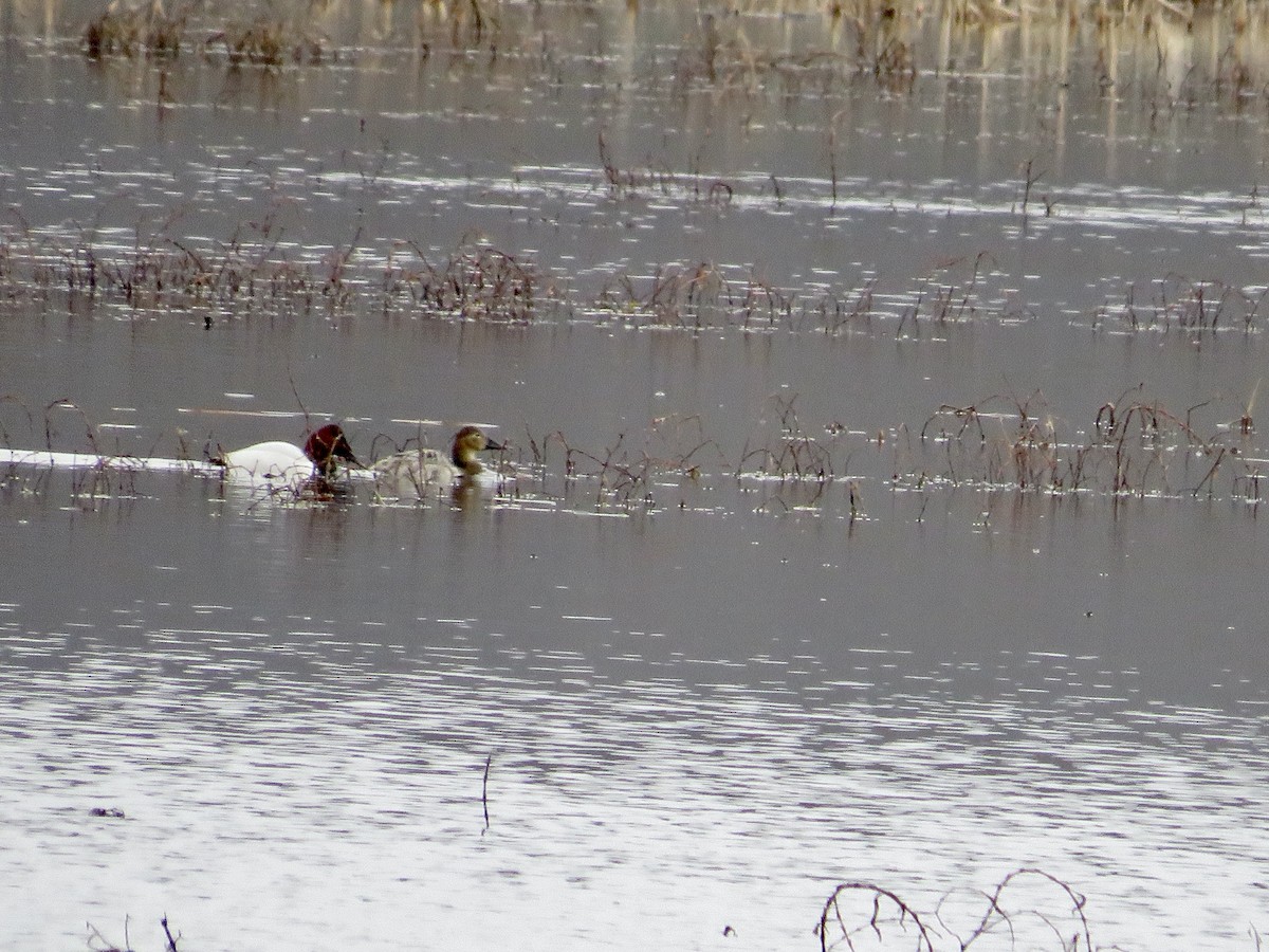 kanvasand - ML544104151